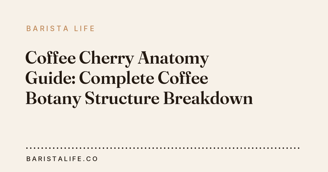 Coffee Cherry Anatomy Guide: Complete Coffee Botany Structure Breakdown